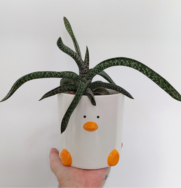 Duck Plant Pot
