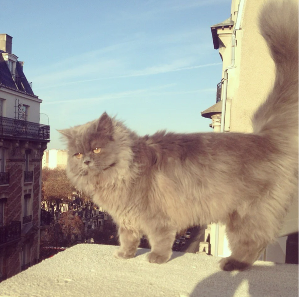 Suzette Cat Hair Claw