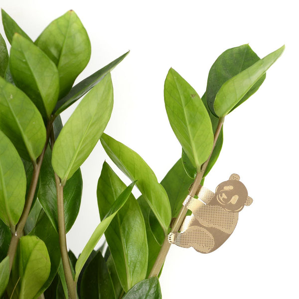 Plant Animal - Panda