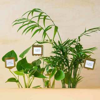 Plant Flags
