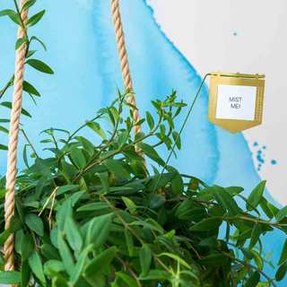 Plant Flags