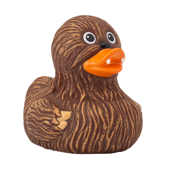 Whooping Duck