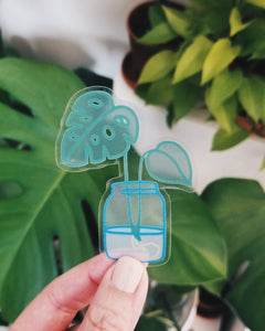 Monstera Propagation Sticker