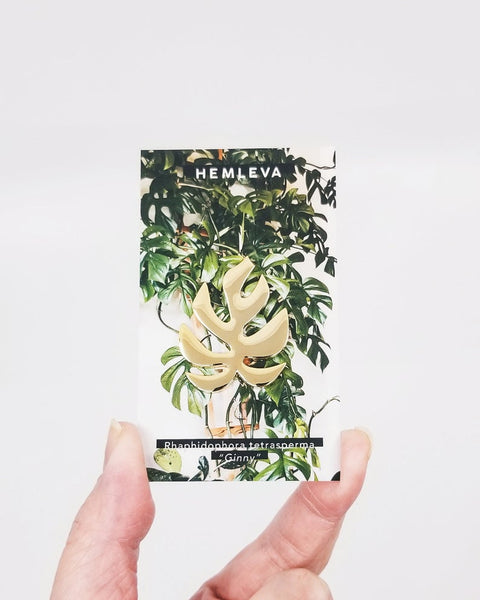 Rhaphidophora tetrasperma (Monstera "Ginny") Enamel Pin