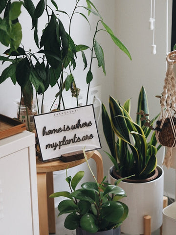 Self-Adhesive Quote - home is where my plants are
