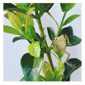 Plant Animal - Tree Frog